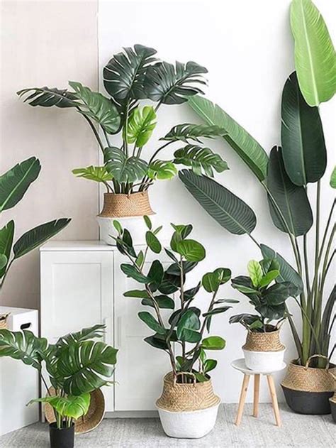 客廳綠色植物